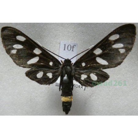 Amata phegea (Linnaeus, 1758) Oblaczek granatek Czech10f